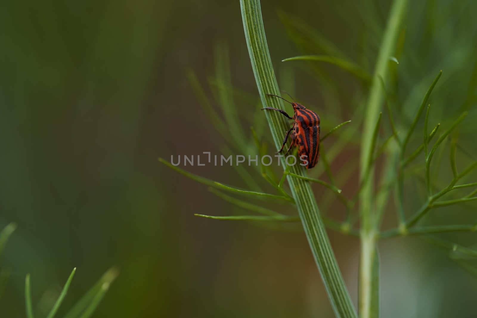 Red striped bedbug on a green branch of dill Graphosoma italicum, red and black striped stink bug, Pentatomidae. High quality photo