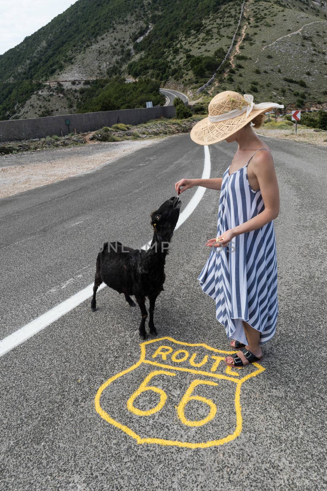 Young attractive woman wearing striped summer dress and straw hat standing on an endless straight empty road in the middle of nowhere on the Route 66 road and feeding black sheep. by kasto