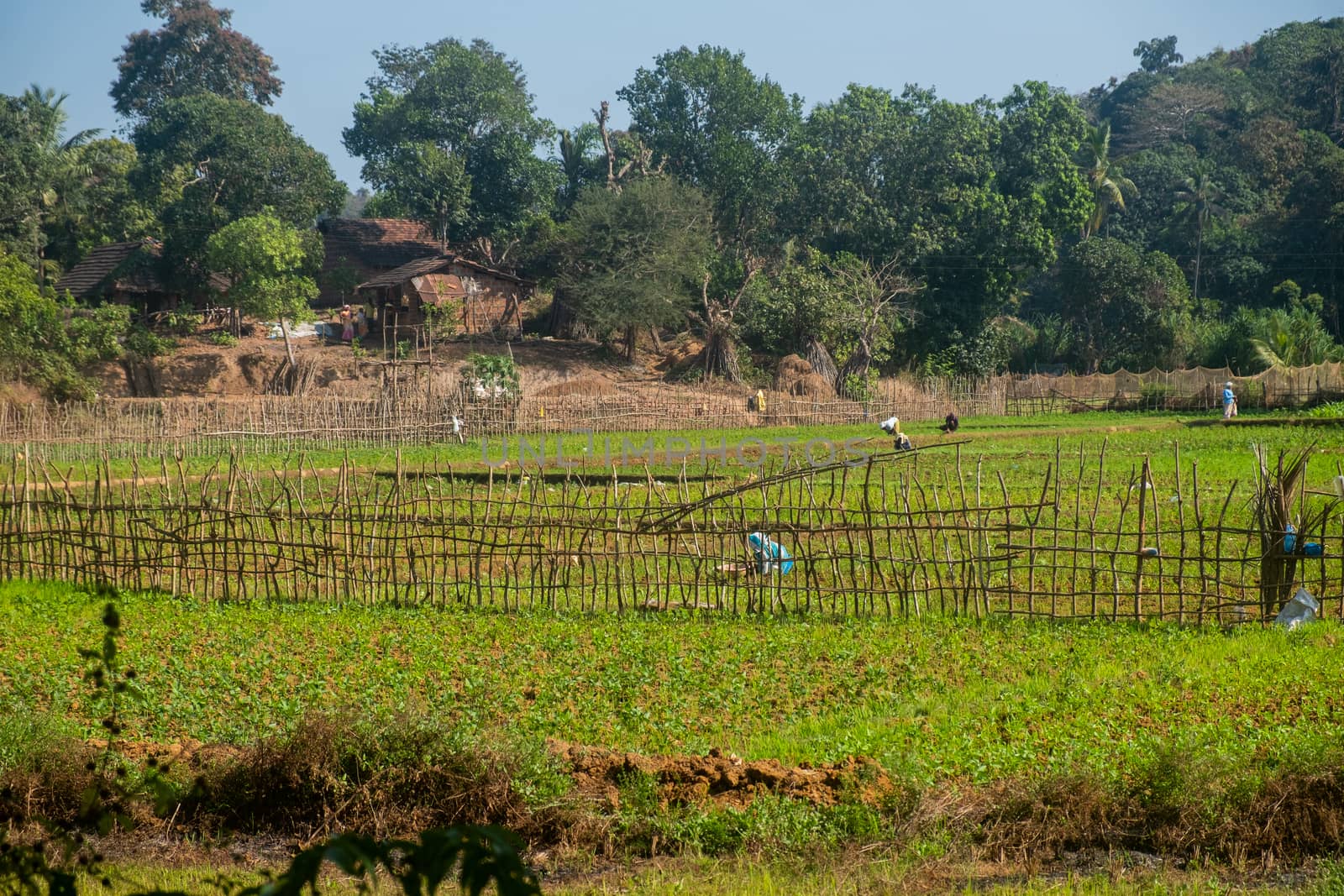 Workers in field, India by snep_photo
