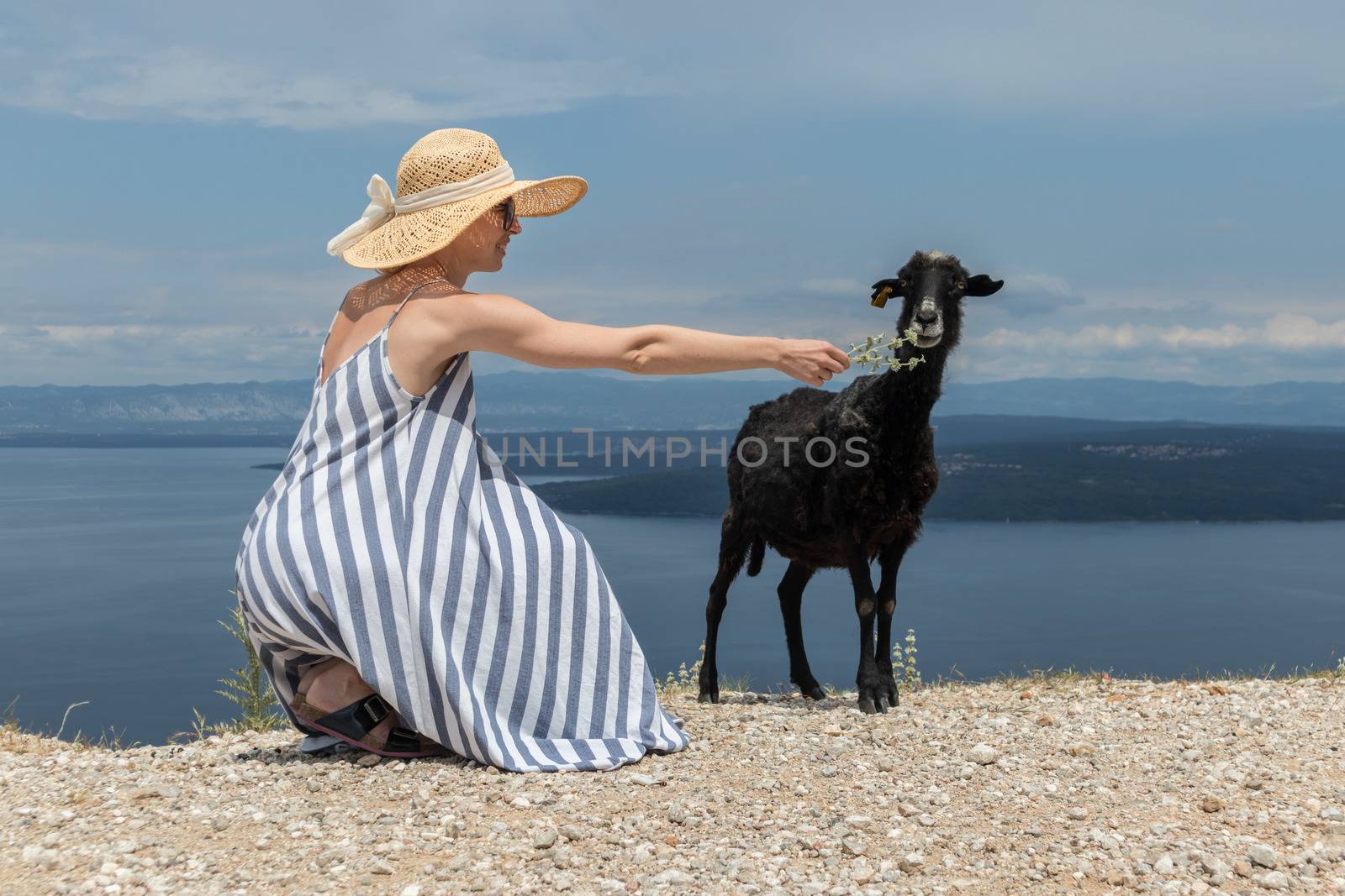 Young attractive female traveler wearing striped summer dress and straw hat squatting, feeding and petting black sheep while traveling Adriatic coast of Croatia by kasto