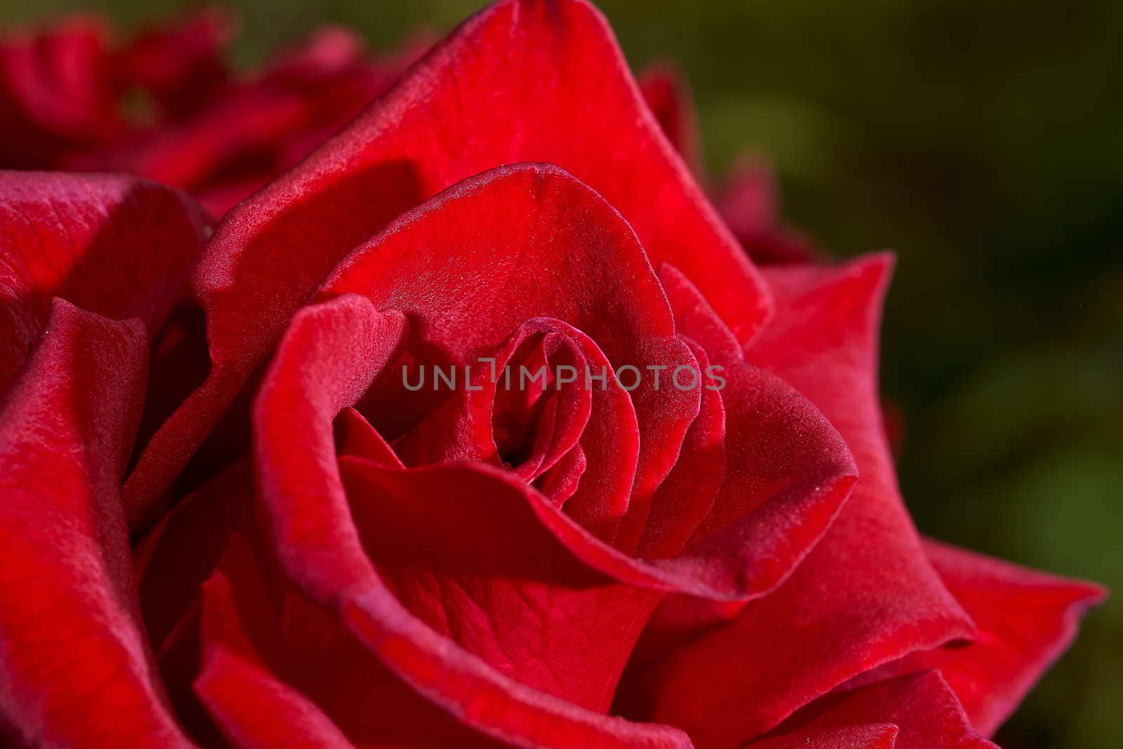 Red Rose Bud in summer. Close-up. Macro effect photo. High quality photo