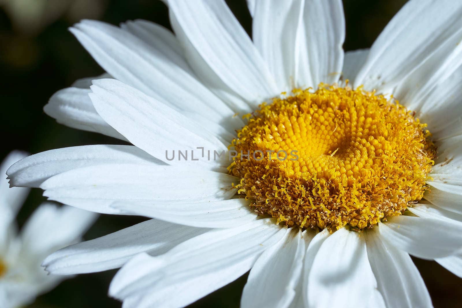 Close-up chamomile daisy flower with yellow nectar . High quality photo