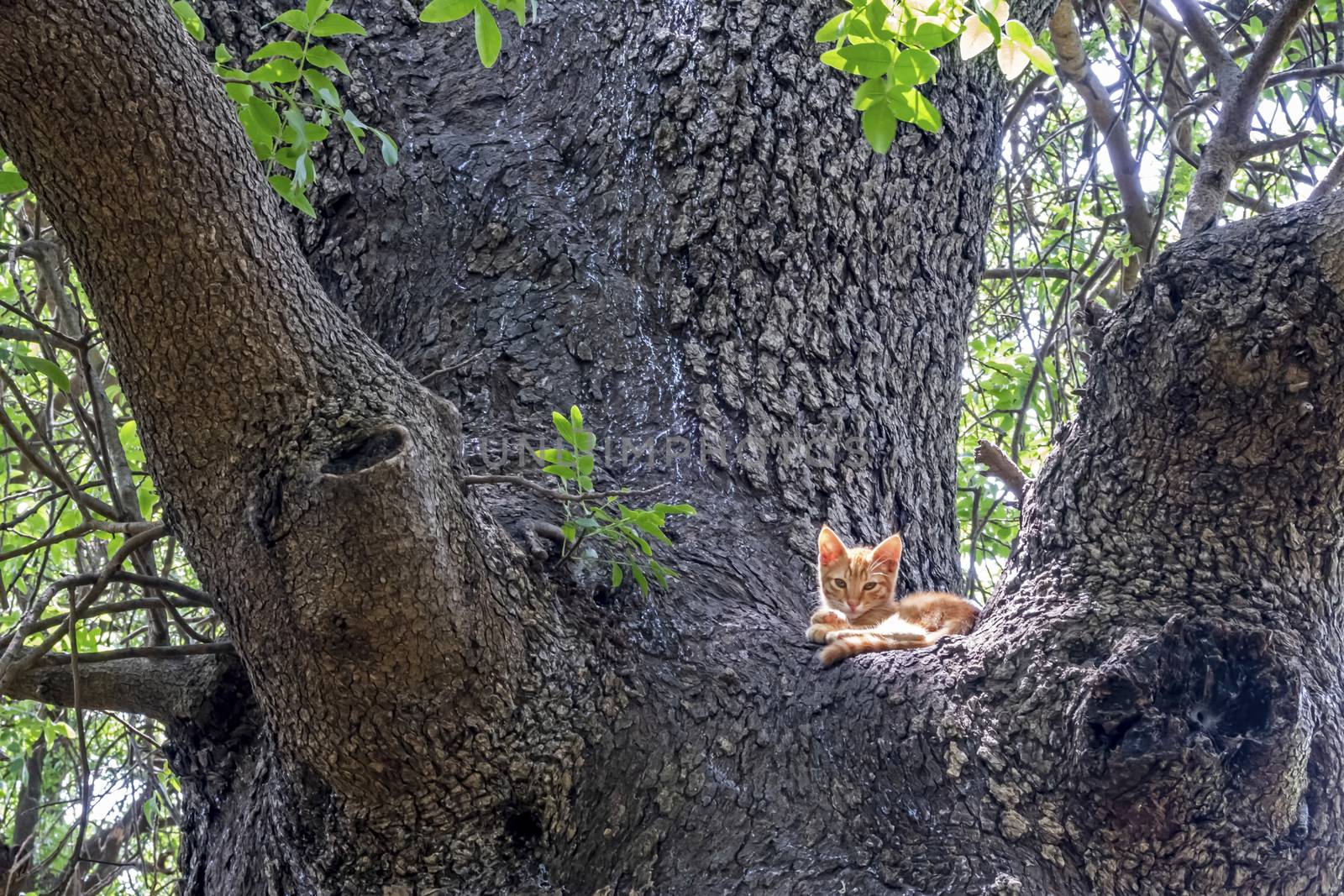 kitten on tree trunk in nature