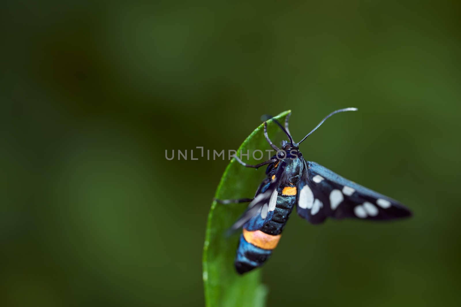 Dark blue butterfly with mottled wings on a green leaf. High quality photo