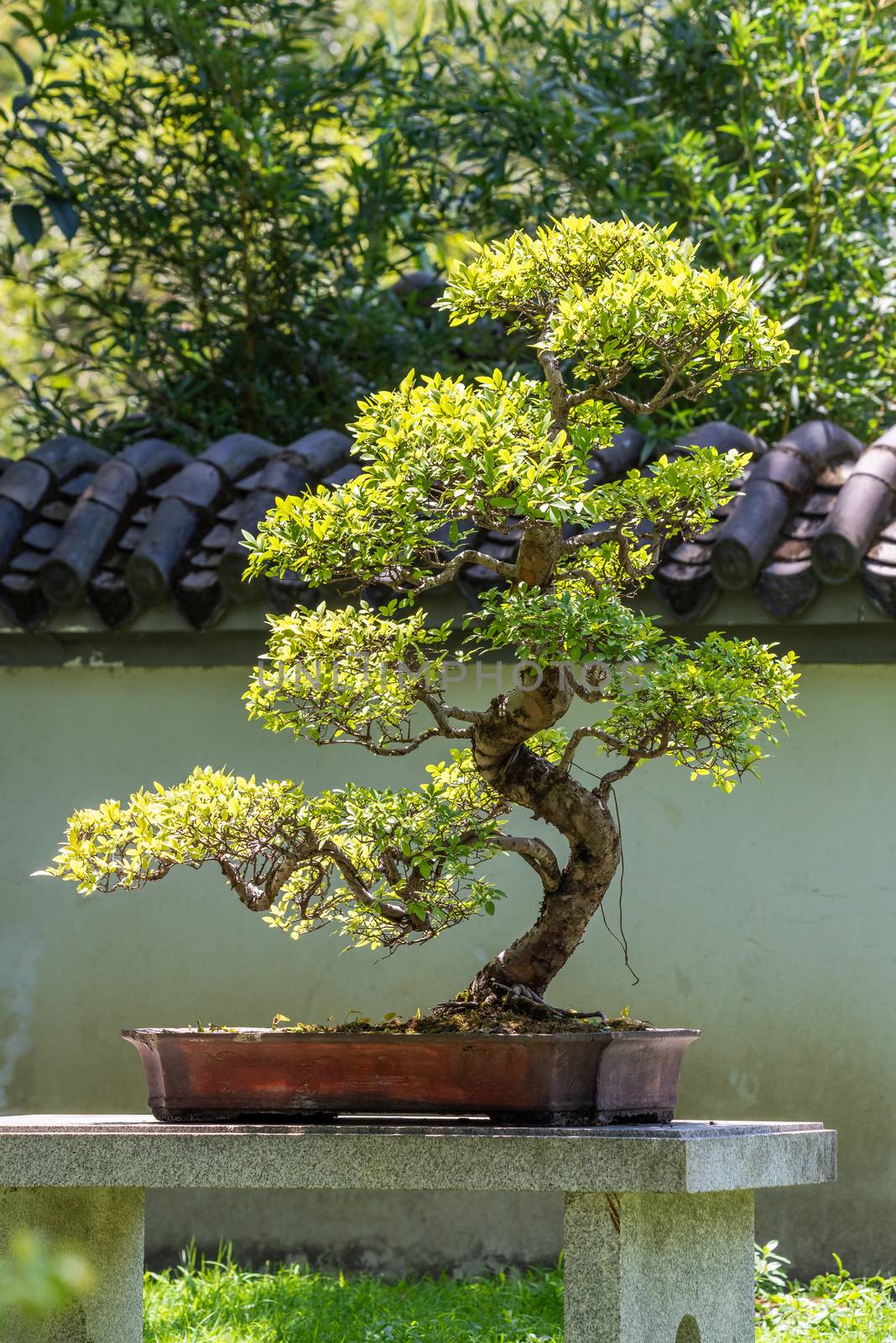 Bonsai tree in sun light in China by LP2Studio