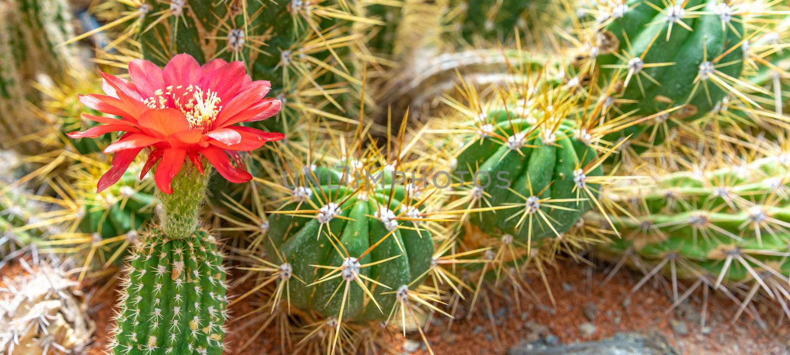 flowering cactus in a botanical garden