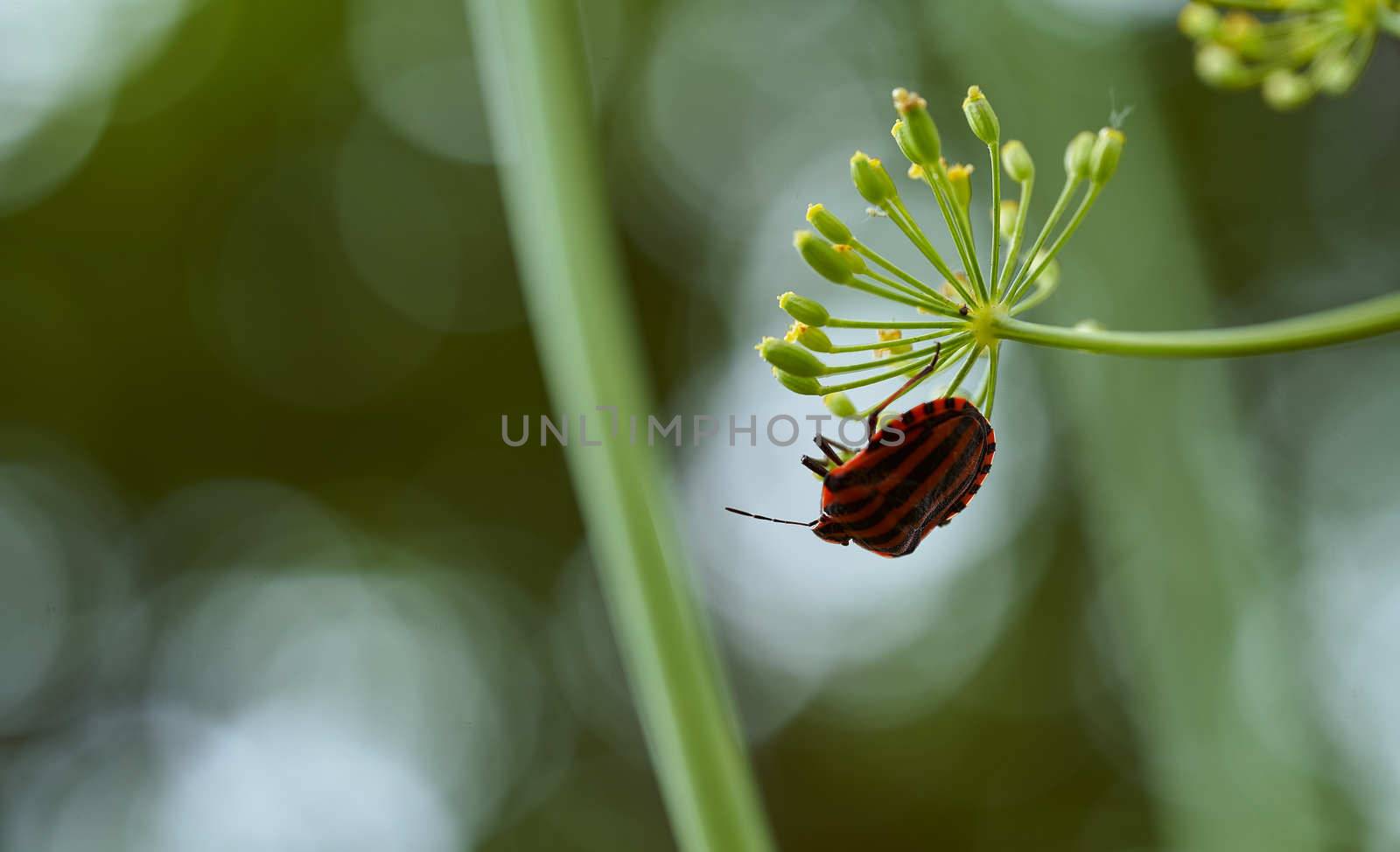 Red striped bedbug on a green branch of dill Graphosoma italicum, red and black striped stink bug, Pentatomidae. High quality photo