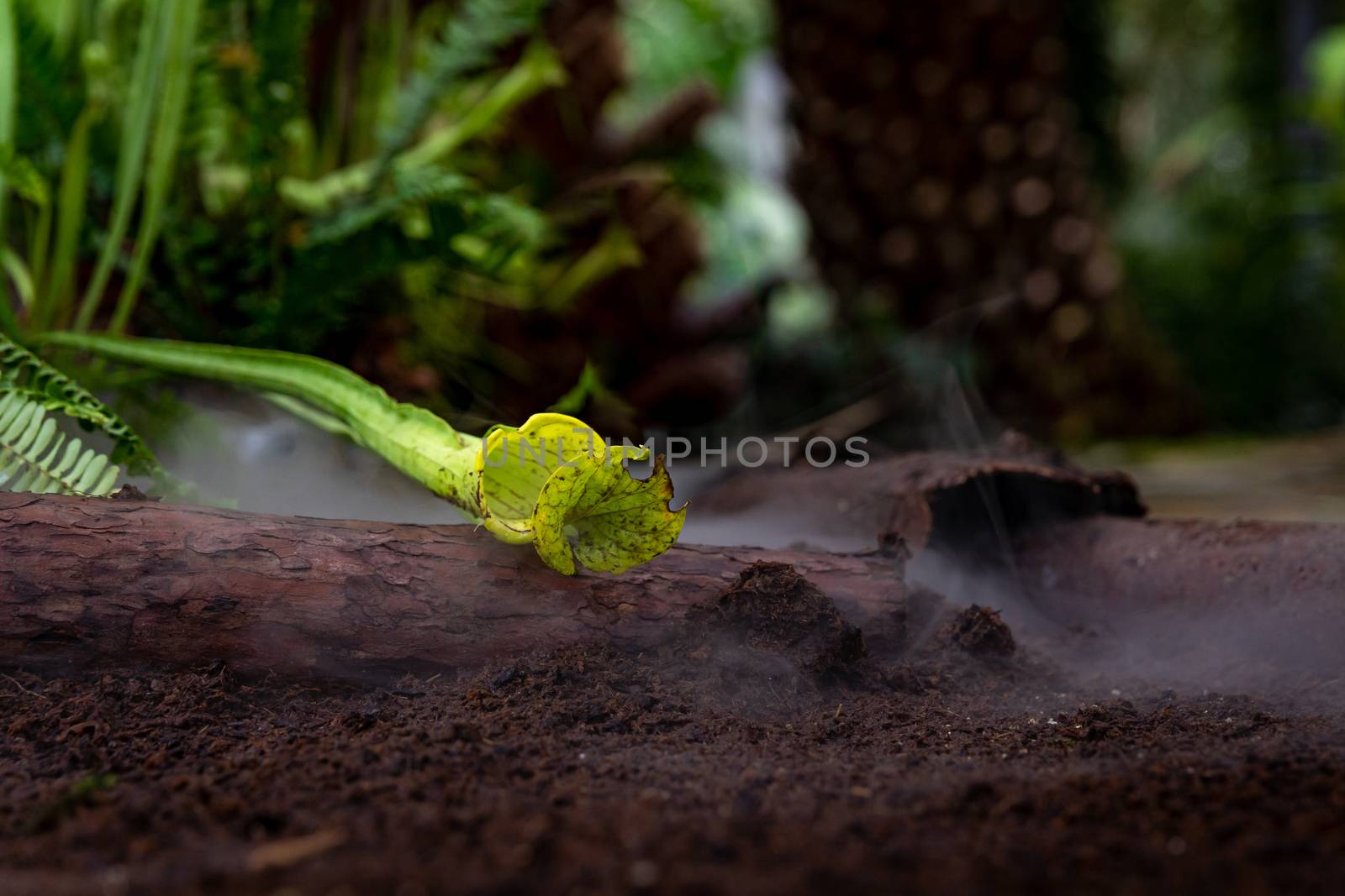 Nepenthes carnivorous plants in the morning mist in the rain forest.