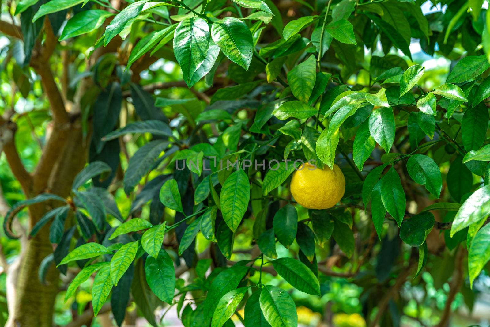 yellow lemon on a green tree.