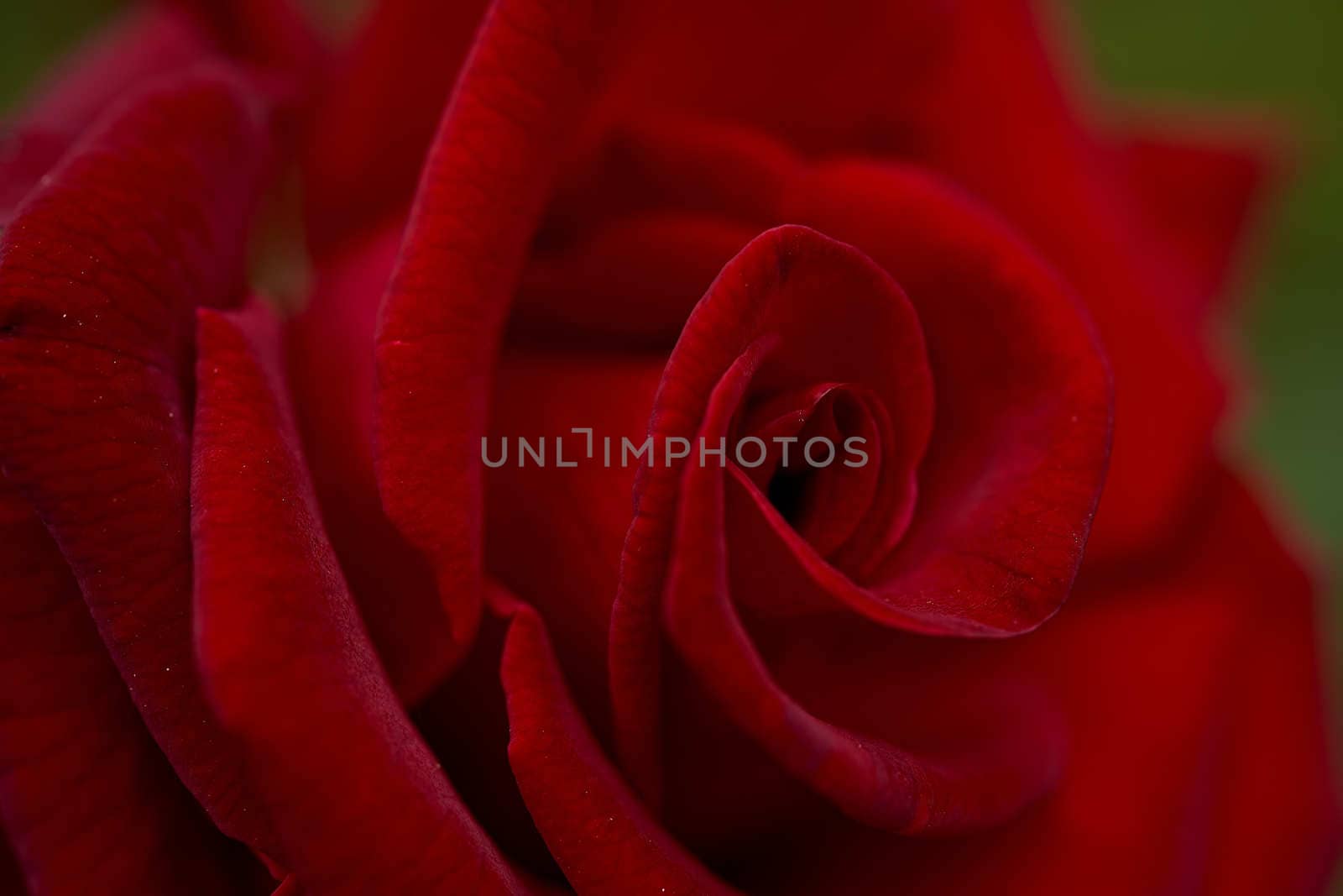 Red Rose Bud in summer. Close-up. Macro effect photo. High quality photo