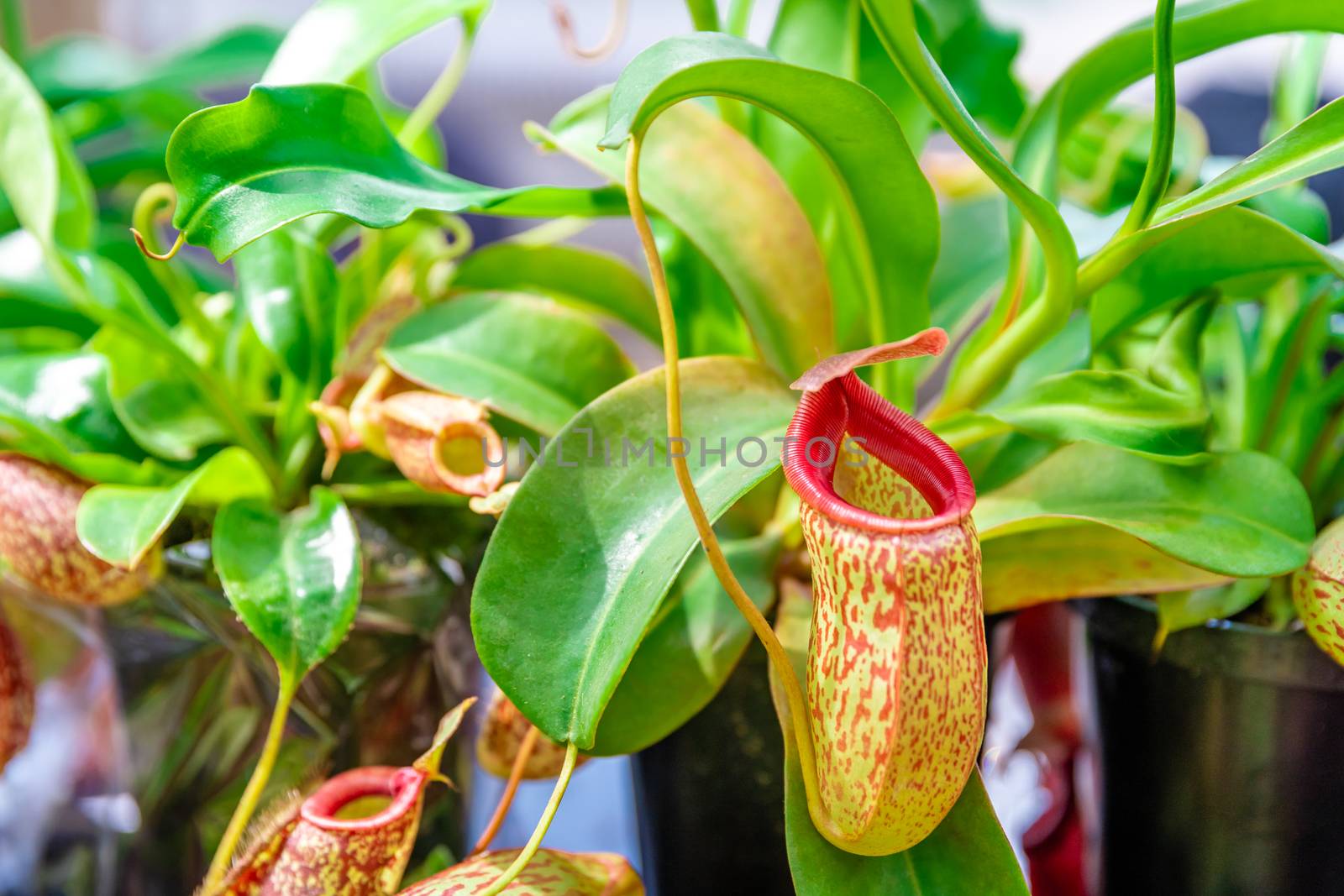 Nepenthes ampullaria, a carnivorous plant in a botanical garden. Copy space