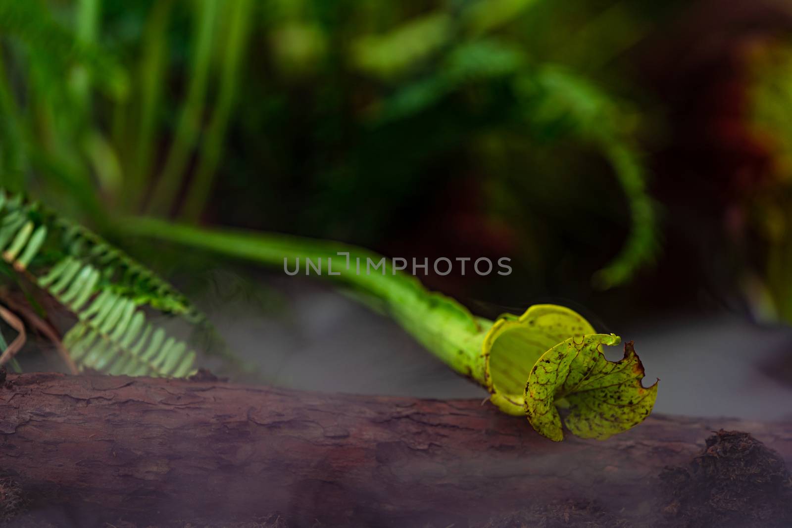 carnivorous buttercup plants at morning fog in the jungle.