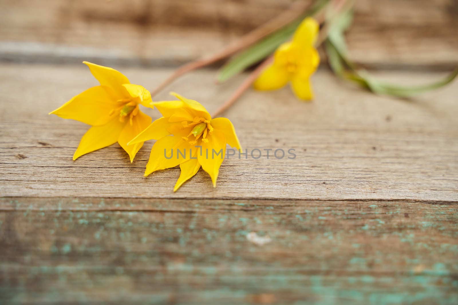 Yellow Woodland tulips, Wild tulips on a wooden background. Close-up.. High quality photo