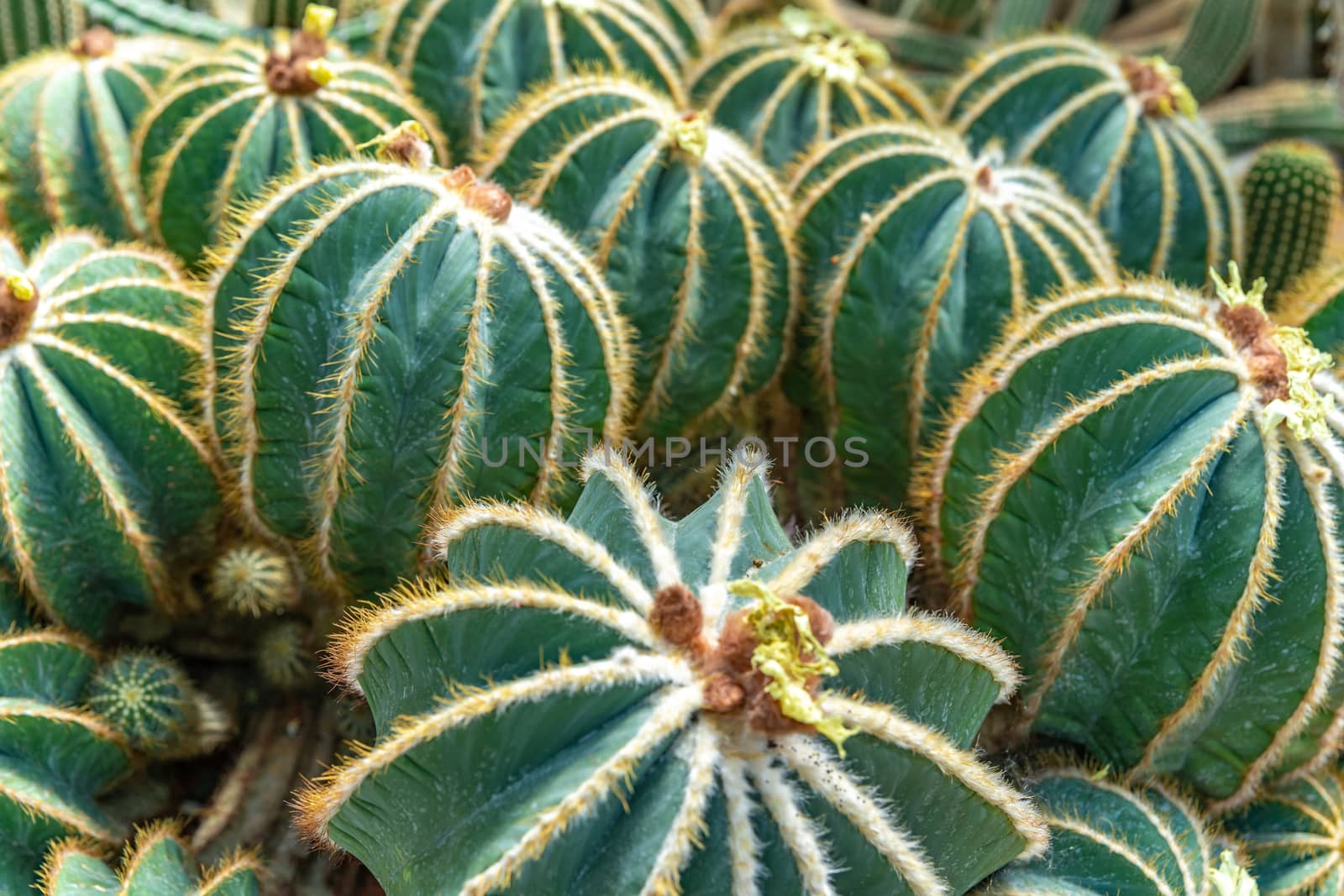 Parodia magnifica, Eriocactus magnificus cactus in a botanical garden.