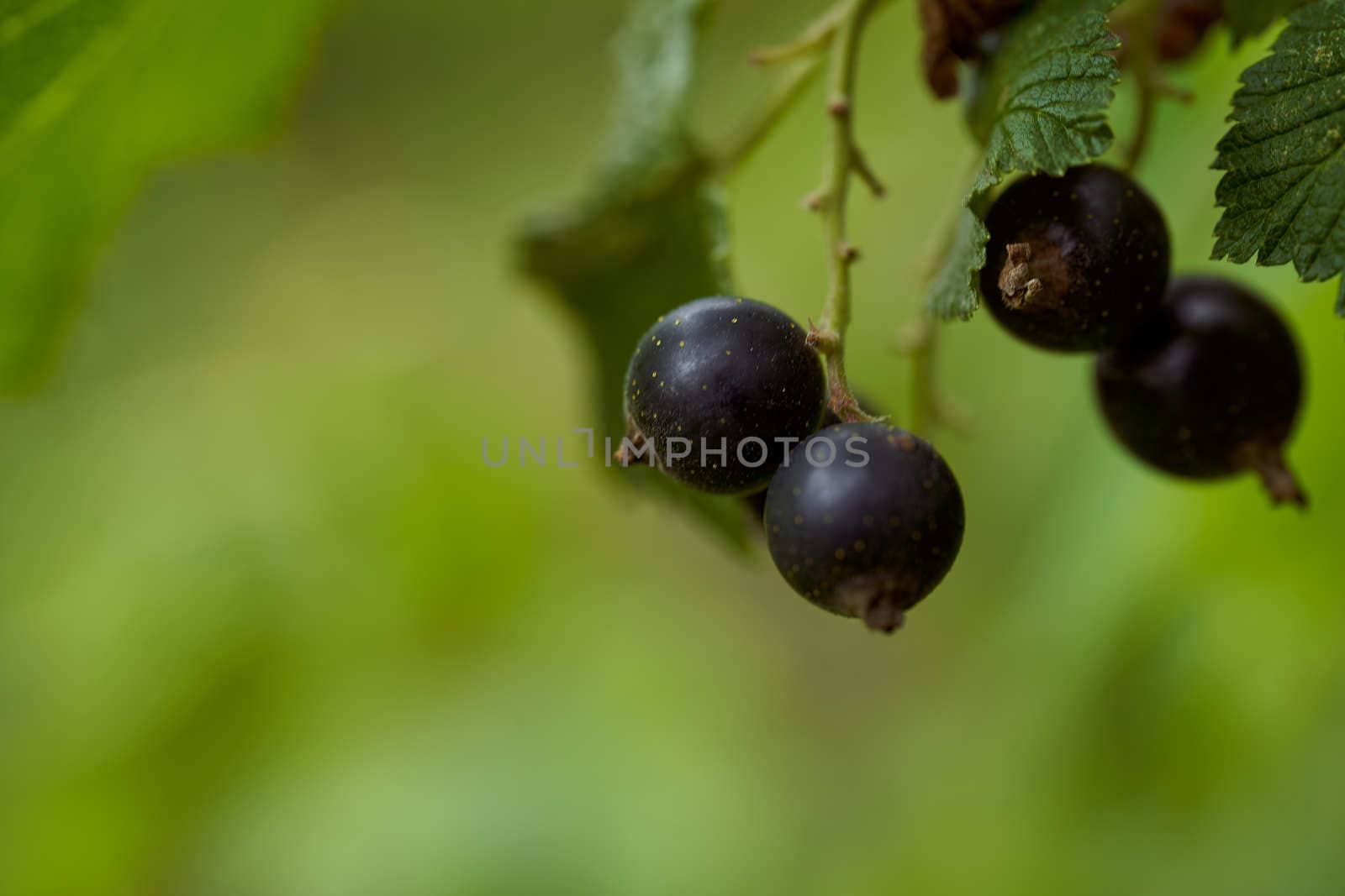 Black currant berries on a blurred green background. High quality photo