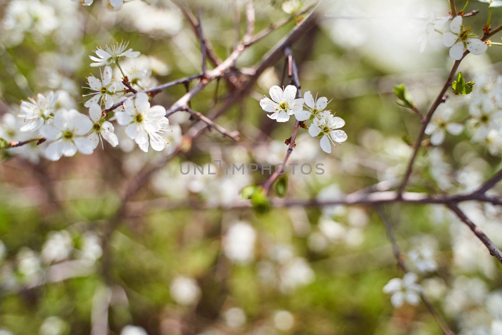 cherry blossoms on a blurred natural background. High quality photo