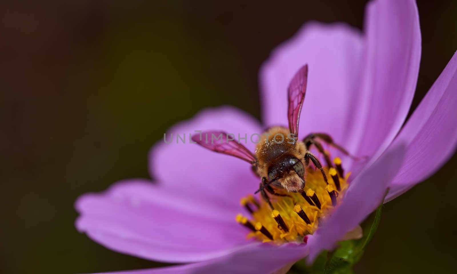 Red flower with yellow nectar with bee on a blurred background. Close-up. High quality photo