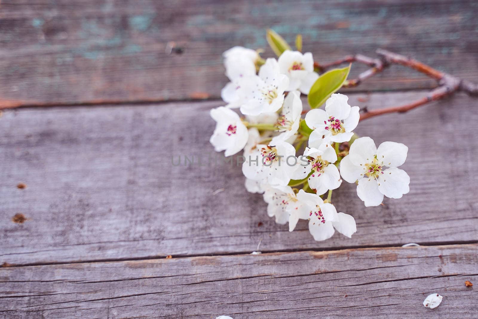 Beautiful white flowering branches of apple lie on a wooden table. Top view. High quality photo