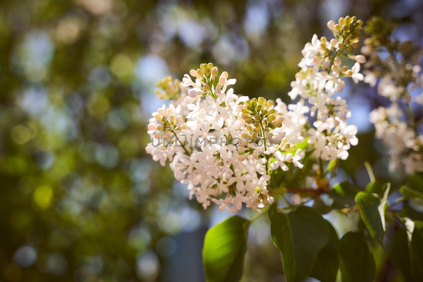 White lilac blossoms on a blurred natural background. High quality photo