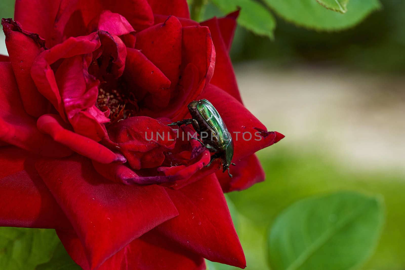 Red Rose Bud in summer. Close-up. Macro effect photo. High quality photo