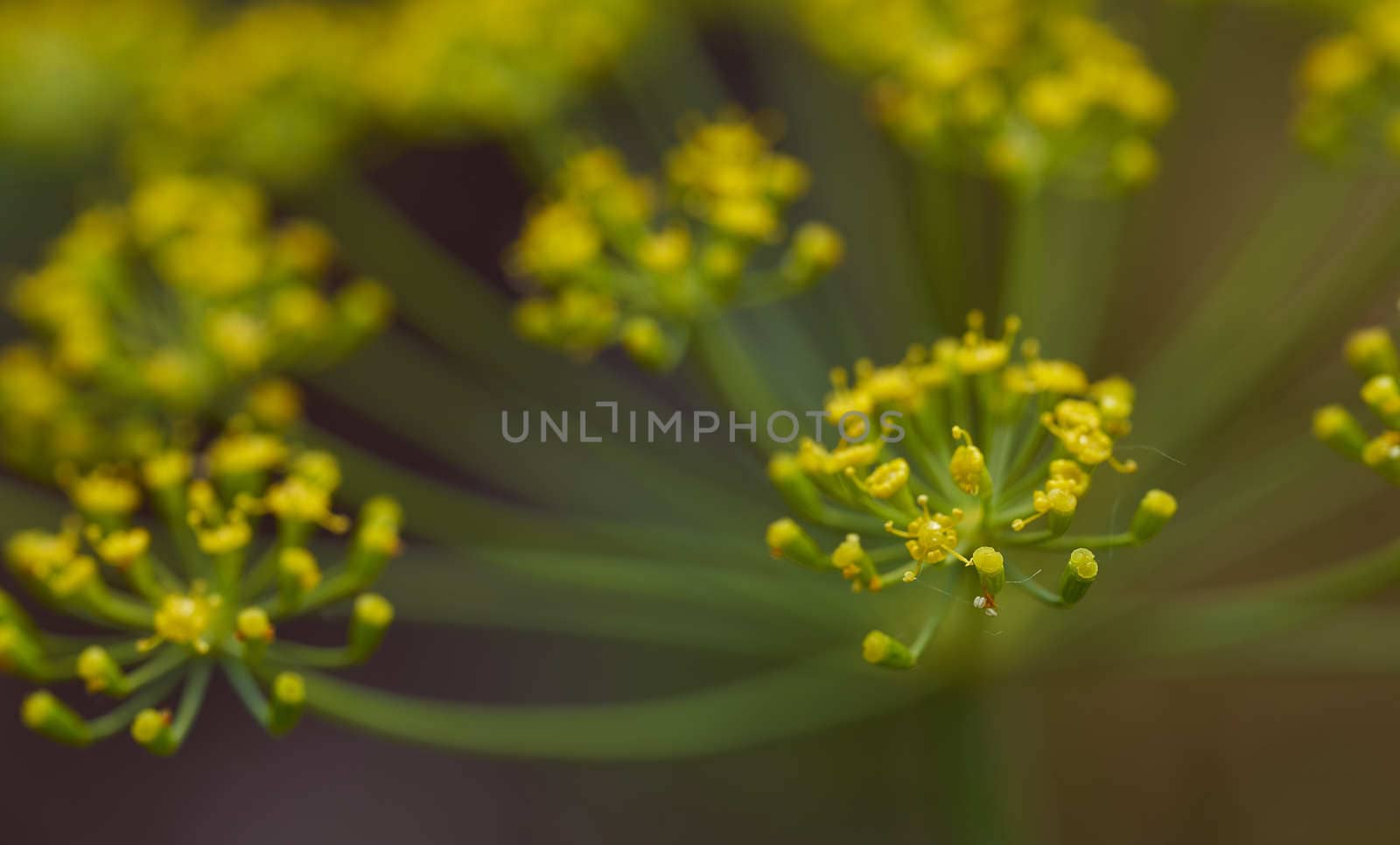 Umbrellas from blooming dill. Yellow flowers on a green background. High quality photo