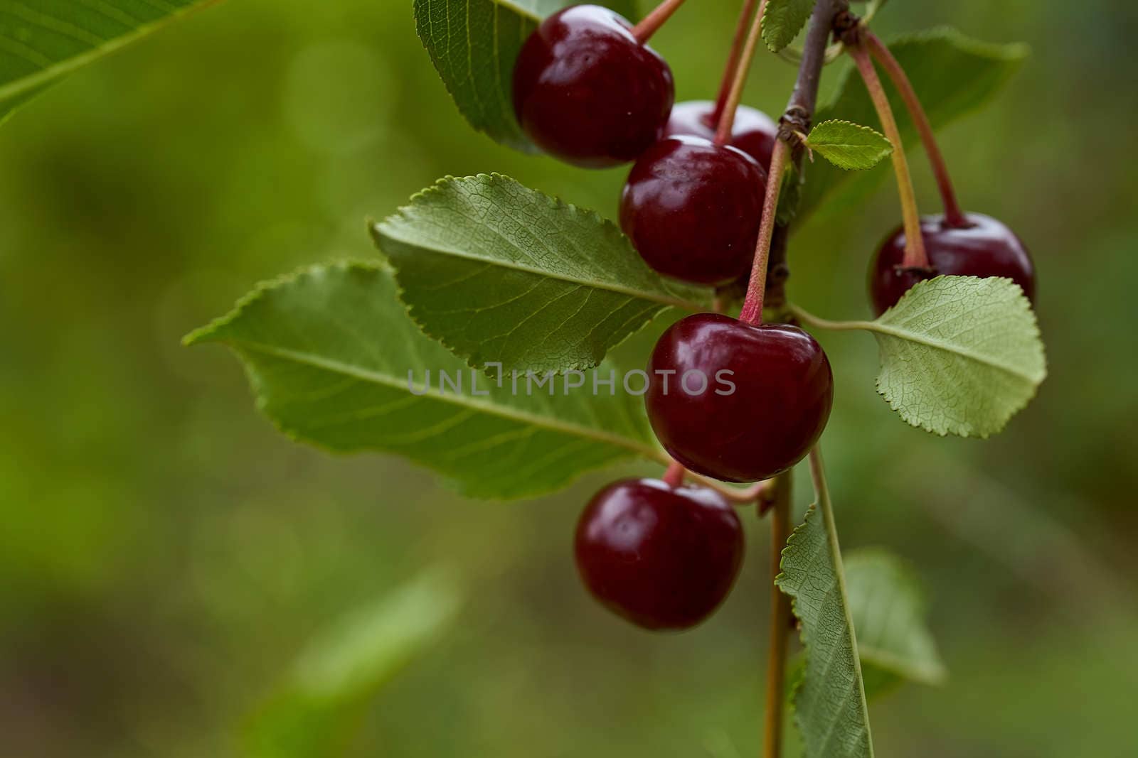 Red cherry fruits hang on branches. Close-up. With copy space. High quality photo