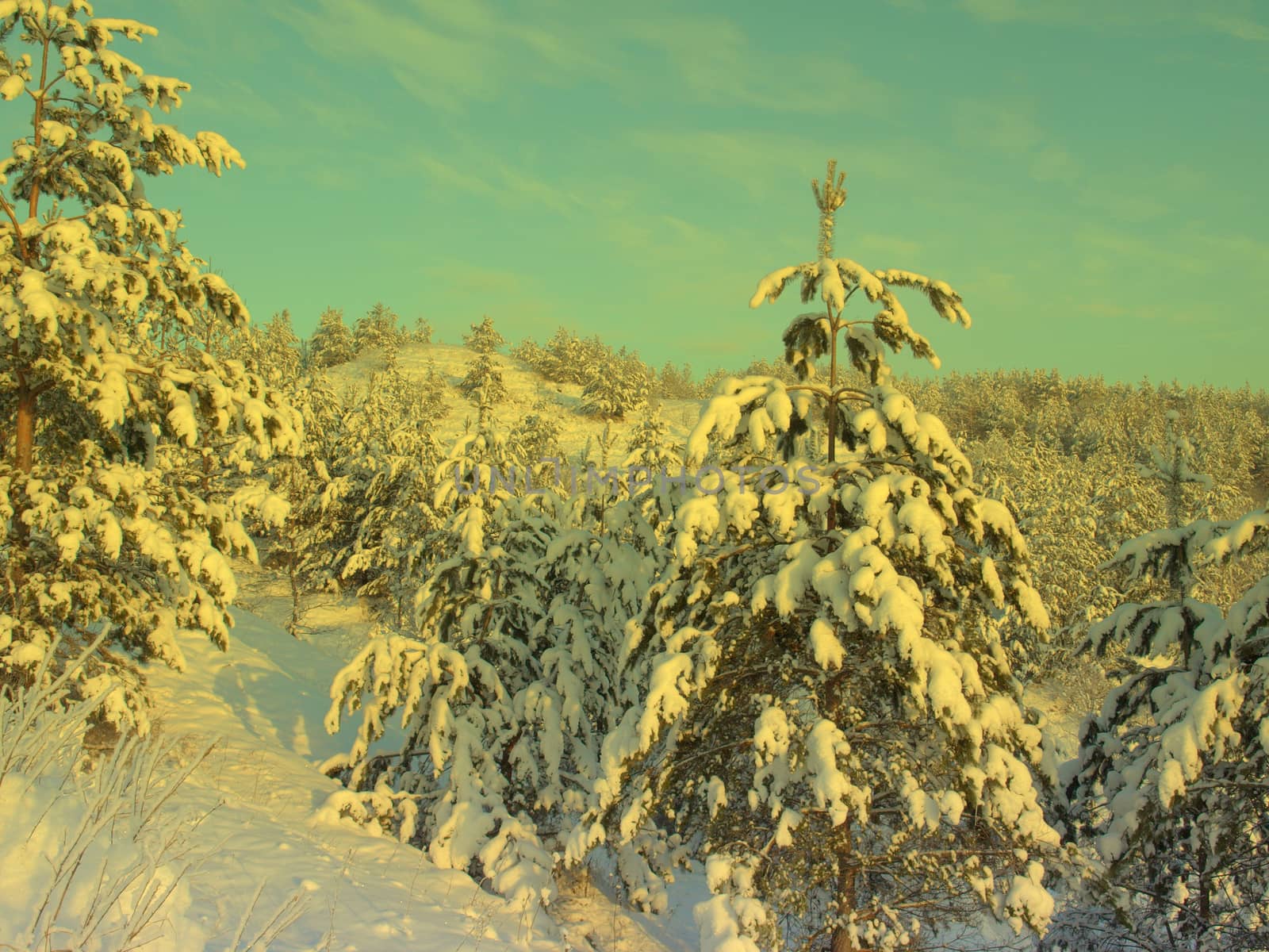 beautiful winter landscape with pines snow covered