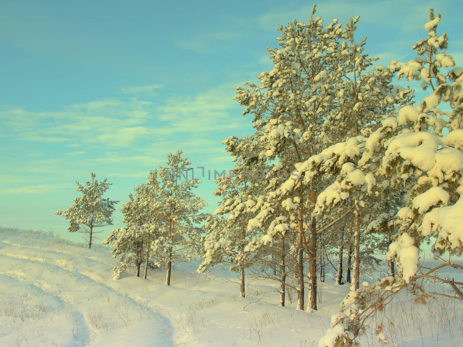 beautiful winter landscape with pines snow covered