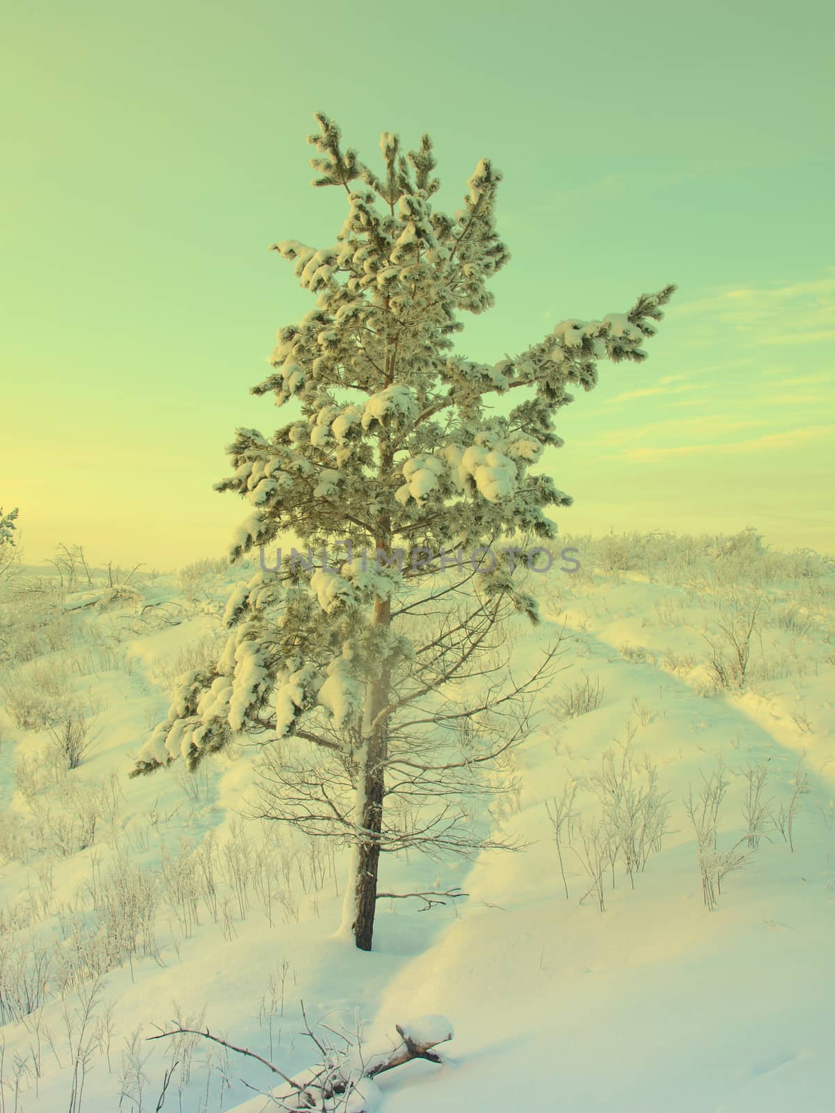 beautiful winter landscape with pine snow covered