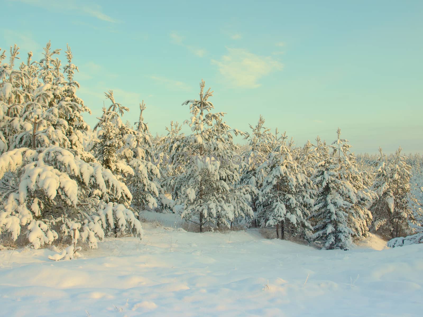 beautiful winter landscape with pines snow covered