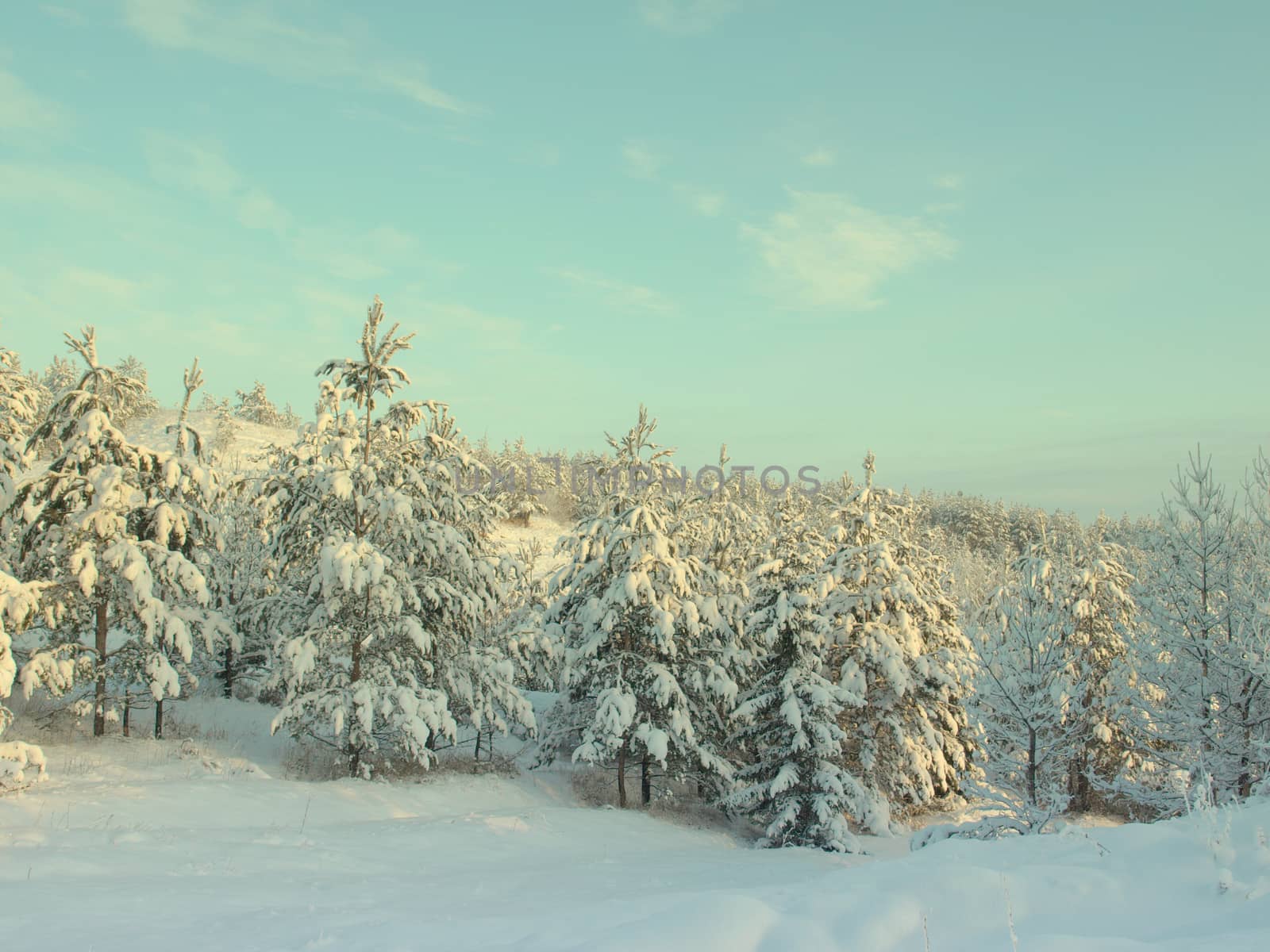 beautiful winter landscape with pines snow covered