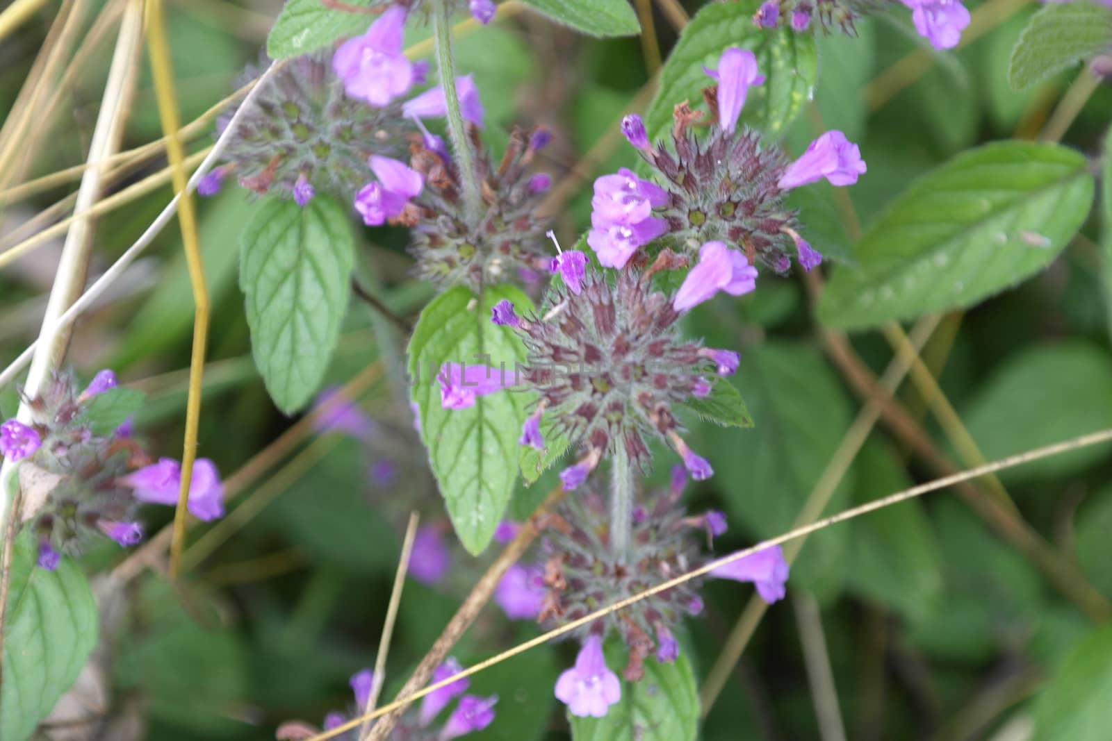 Blossom wild flowers on field, shallow dof