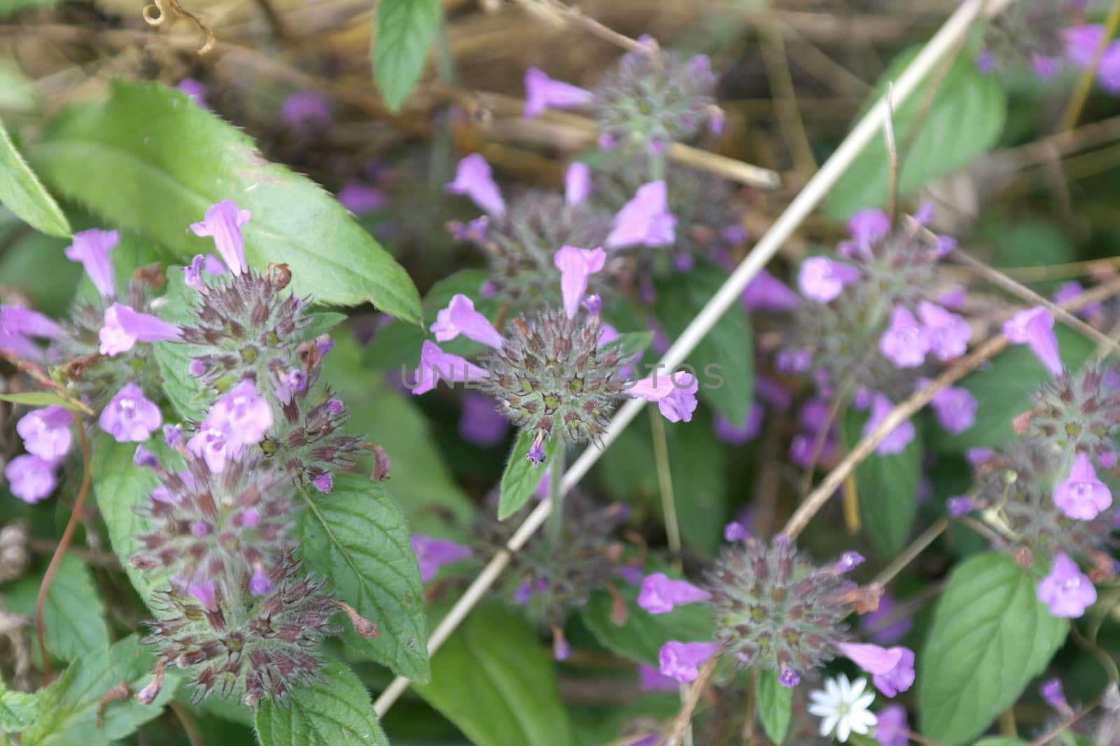 Blossom wild flowers on field, shallow dof