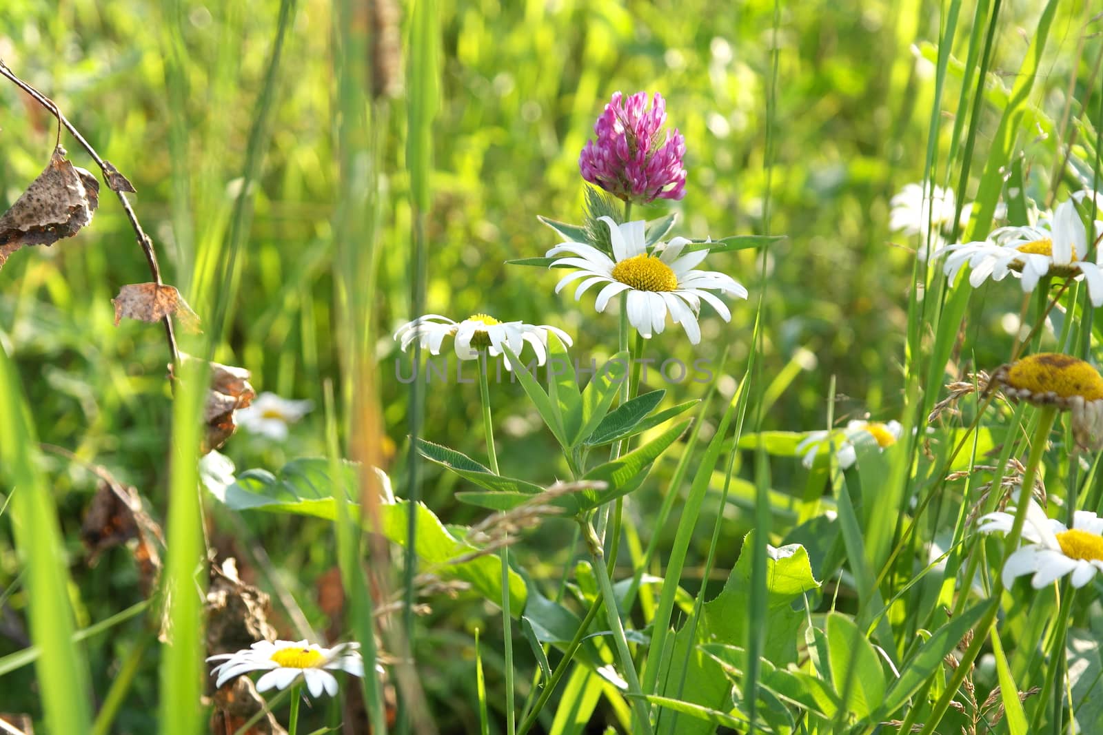 Blossom wild flowers by sergpet