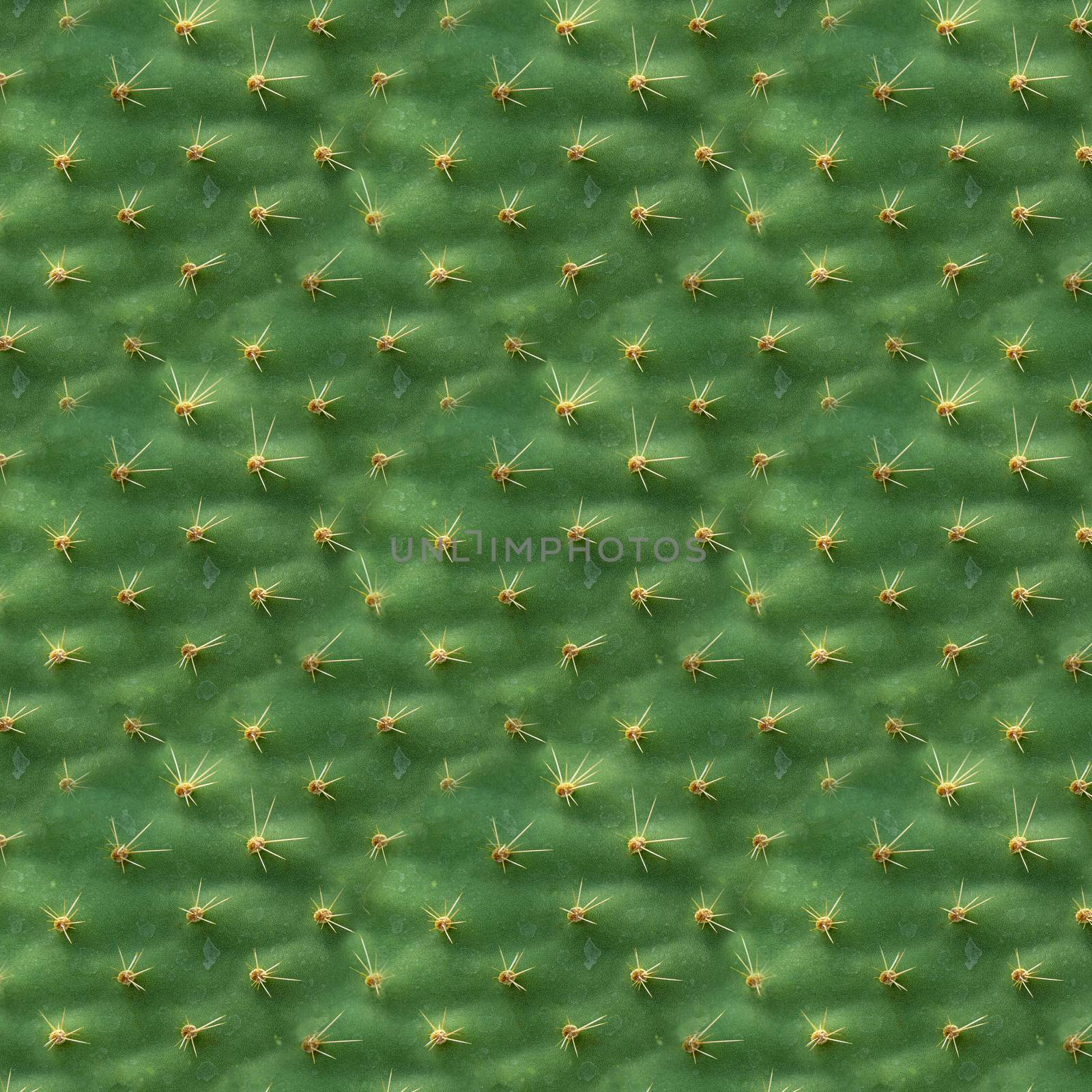 Cactus leaf structure as background or wallpaper