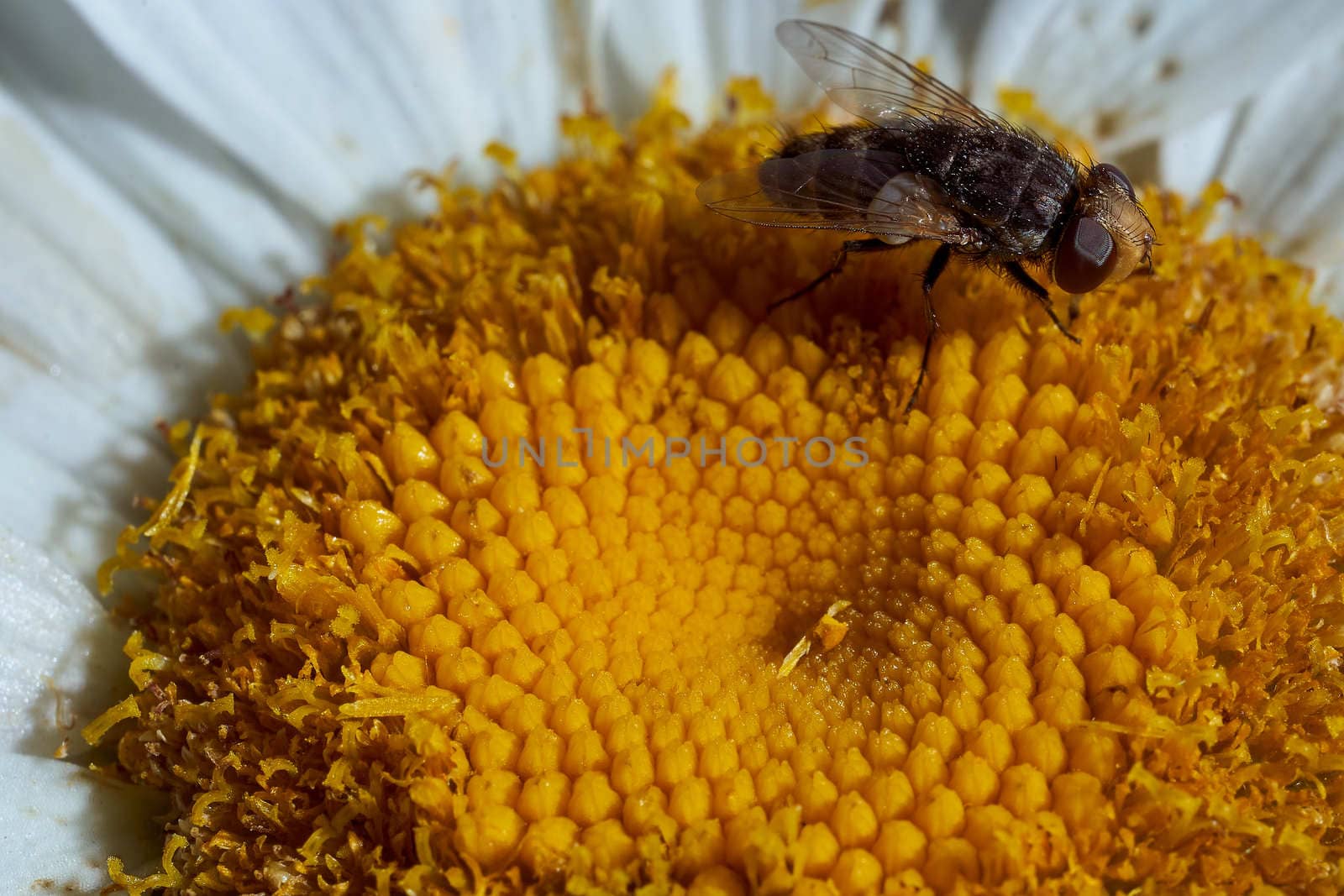 Close-up chamomile daisy flower with yellow nectar . High quality photo