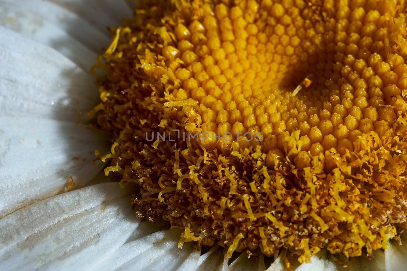 Close-up chamomile daisy flower with yellow nectar . High quality photo