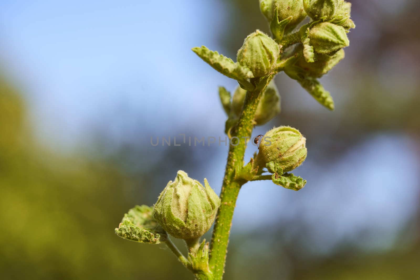 Trunk flower on a green blurred background. Close-up. flower on a green blurred background. High quality photo