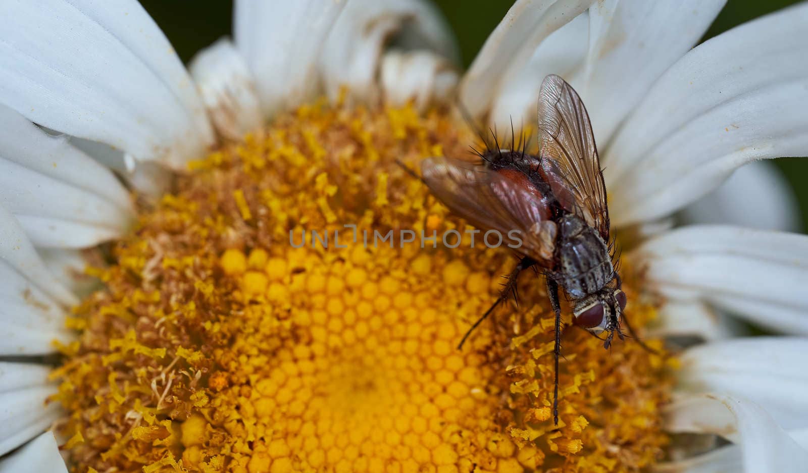 Close-up chamomile daisy flower with yellow nectar . High quality photo