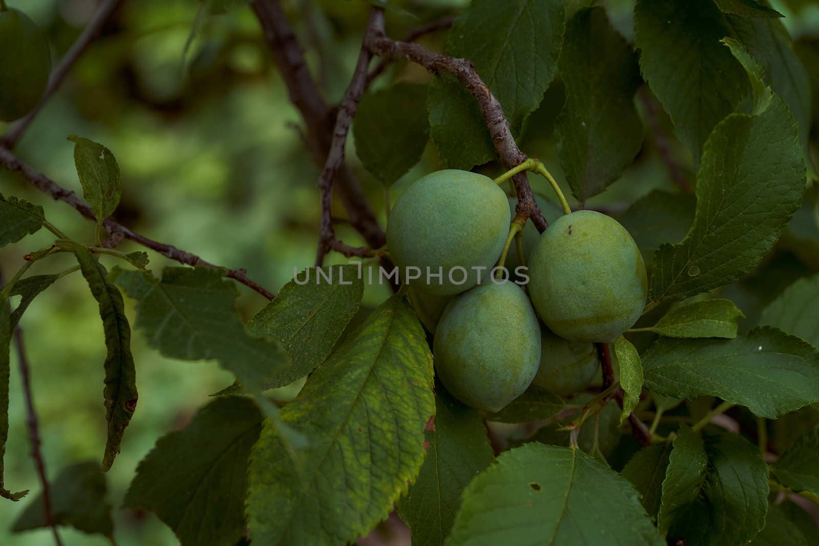 Green prunes on the background of foliage. High quality photo