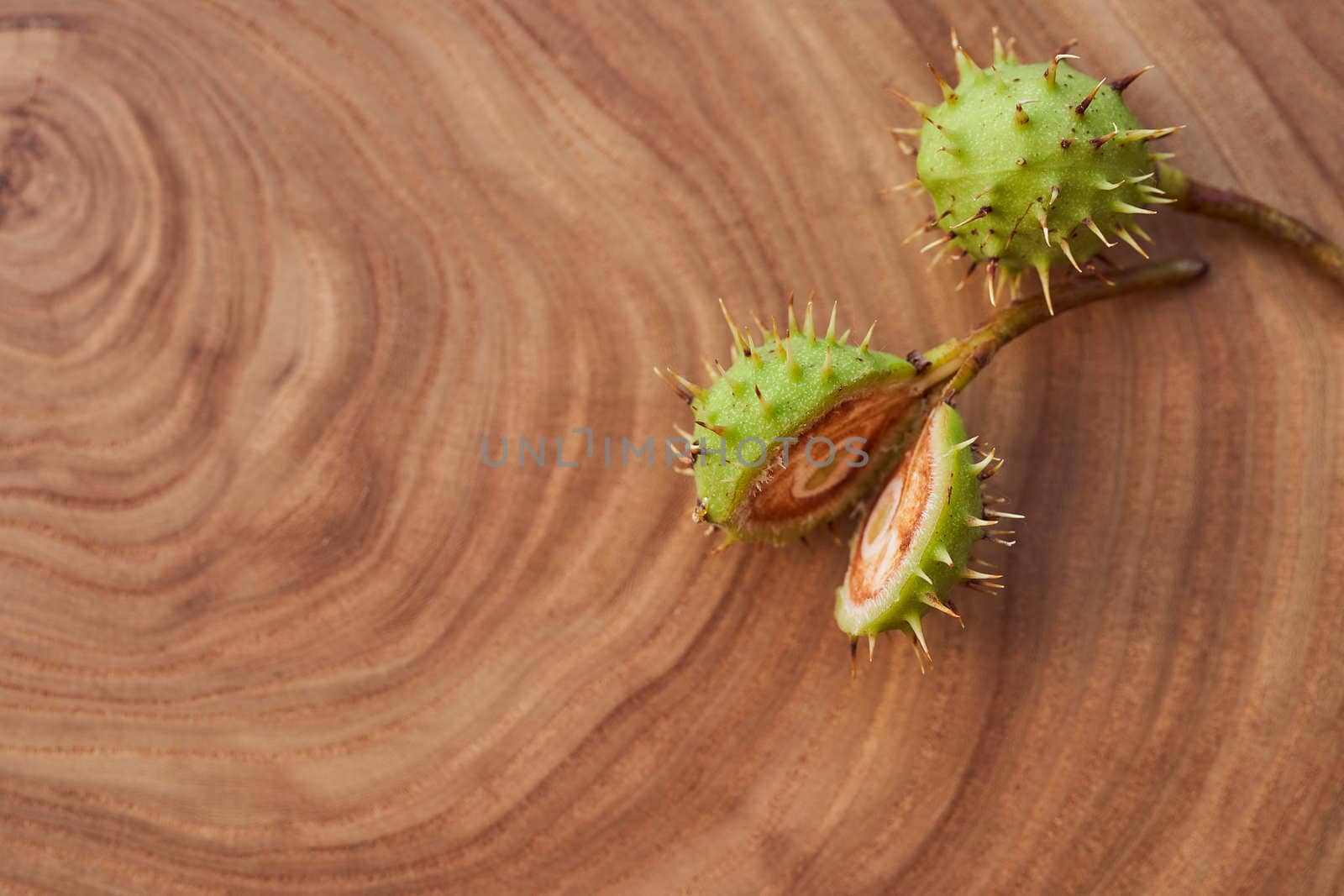 Sliced Green fruit of wild chestnut on a wooden slice. Close-up. With copy space. High quality photo