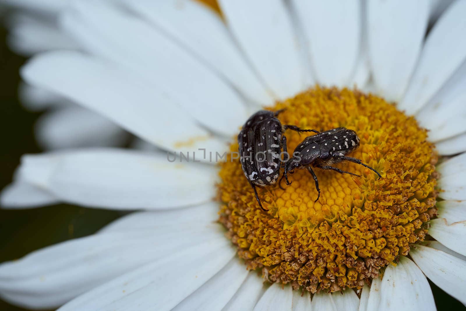 Close-up chamomile daisy flower with yellow nectar . High quality photo