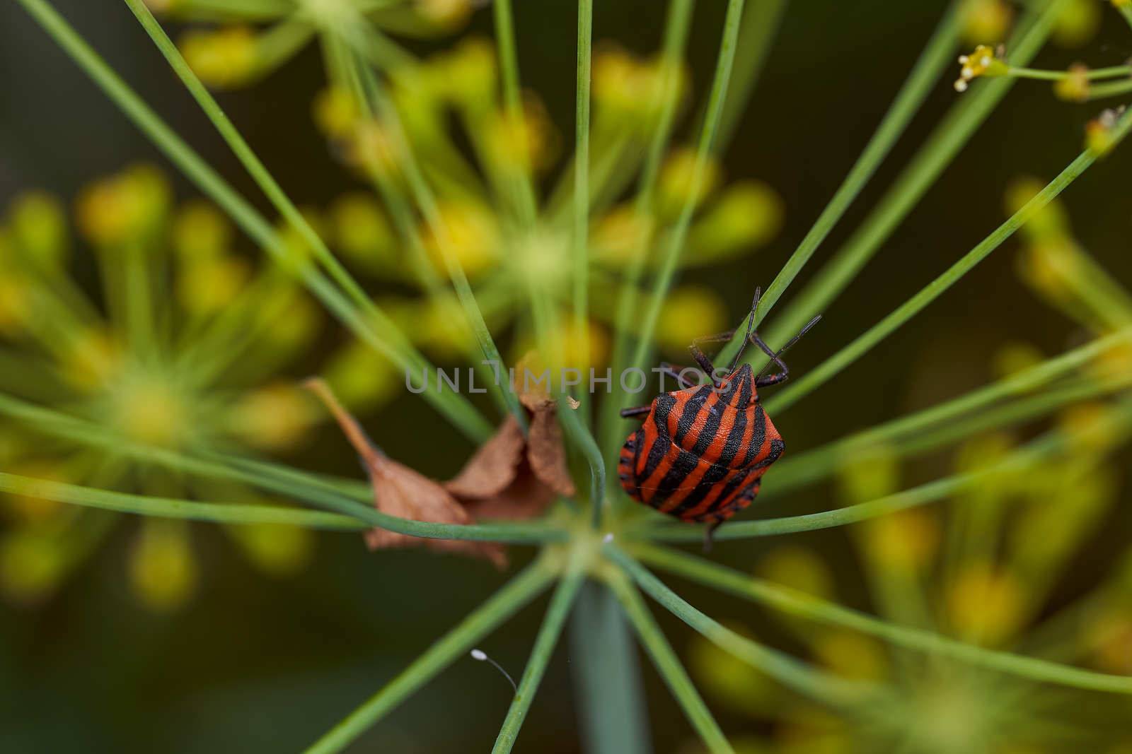 Red striped bedbug on a green branch of dill Graphosoma italicum, red and black striped stink bug, Pentatomidae. High quality photo