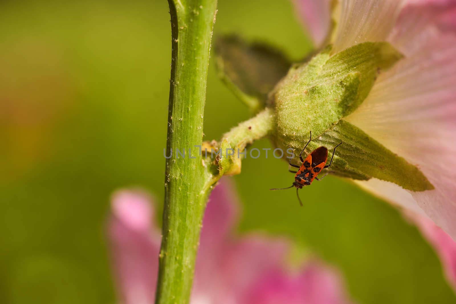 Red bedbug soldier sits on green flower trunk. High quality photo