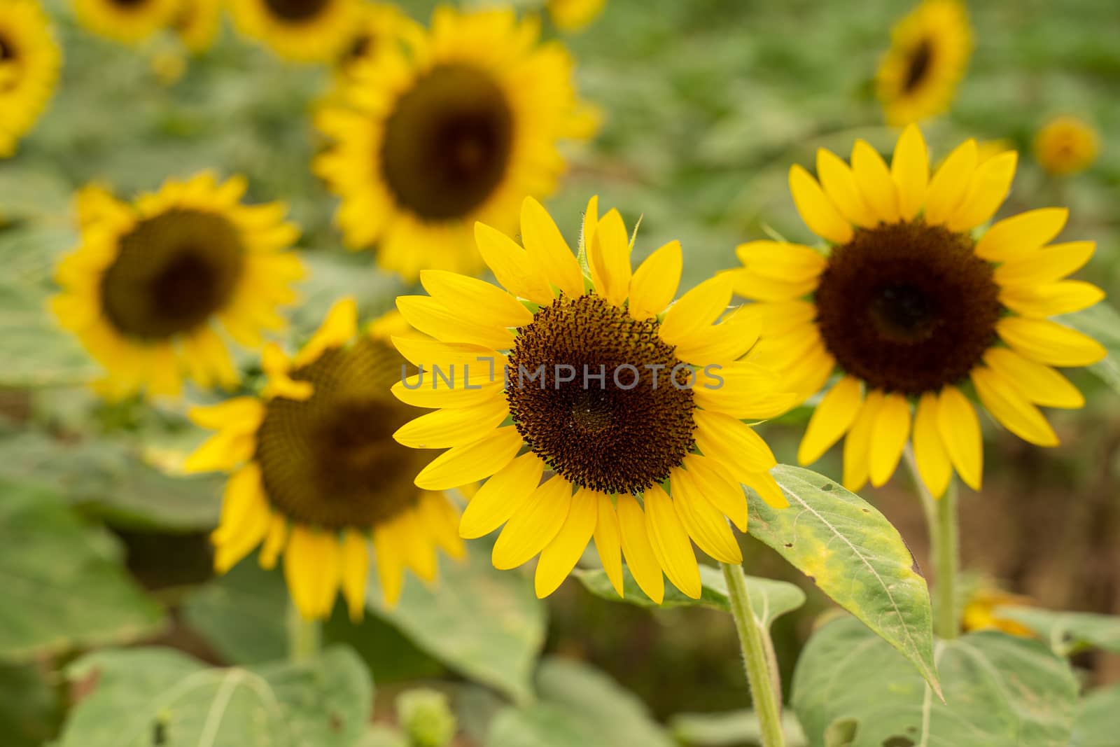 Realistic beautiful yellow sunflower plant landscape in the farm garden field with blue sky with cloudy day, close up shot, outdoor lifestyles.