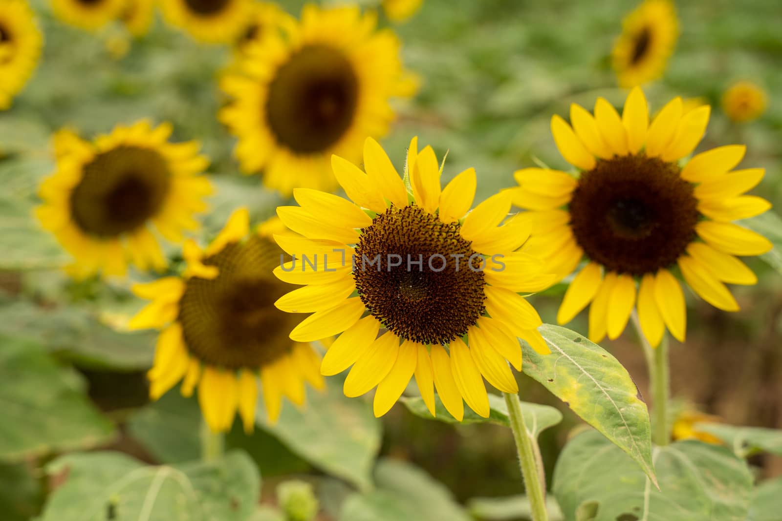 Realistic beautiful yellow sunflower plant landscape in the farm by ROMIXIMAGE