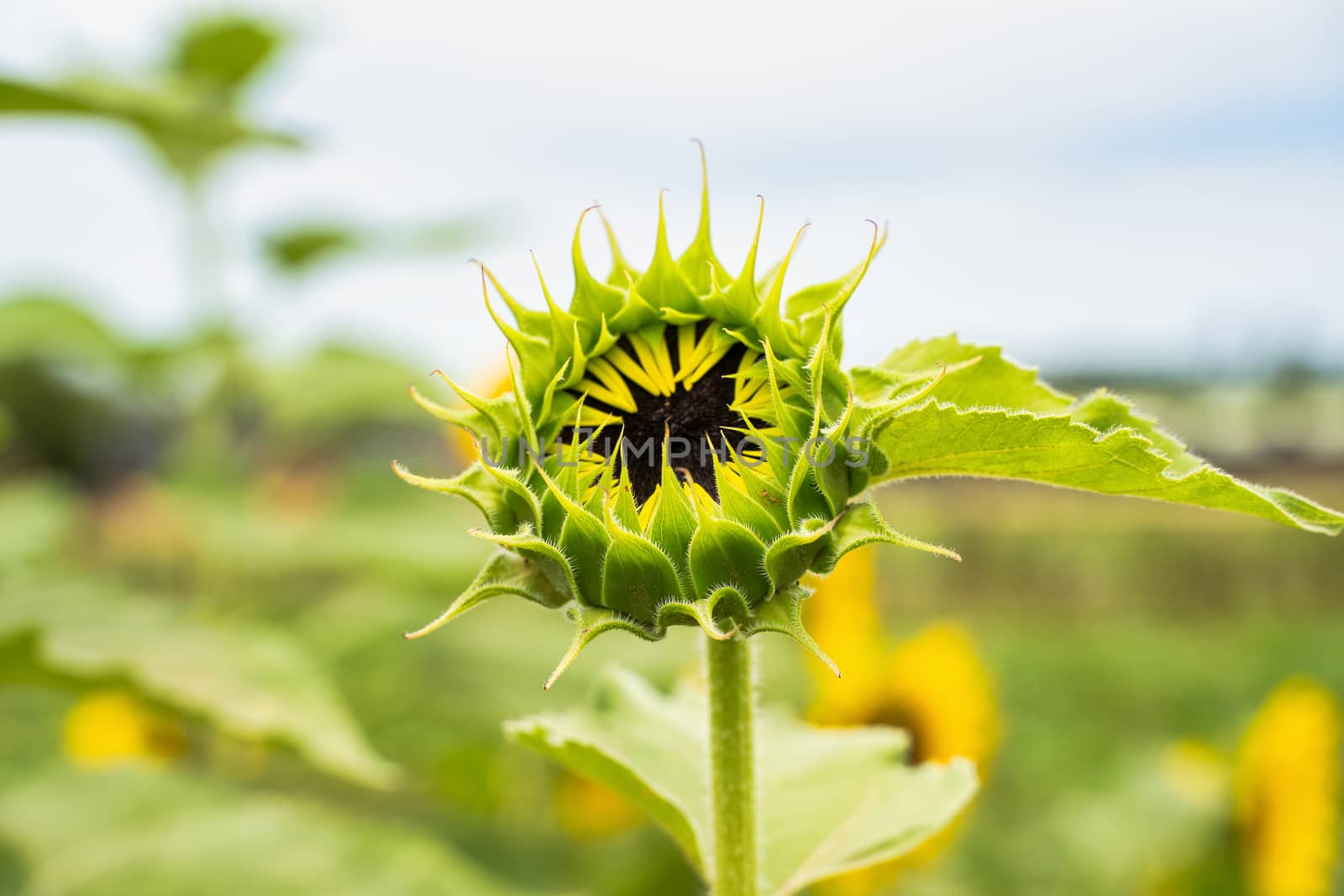 Realistic beautiful yellow sunflower plant landscape in the farm by ROMIXIMAGE