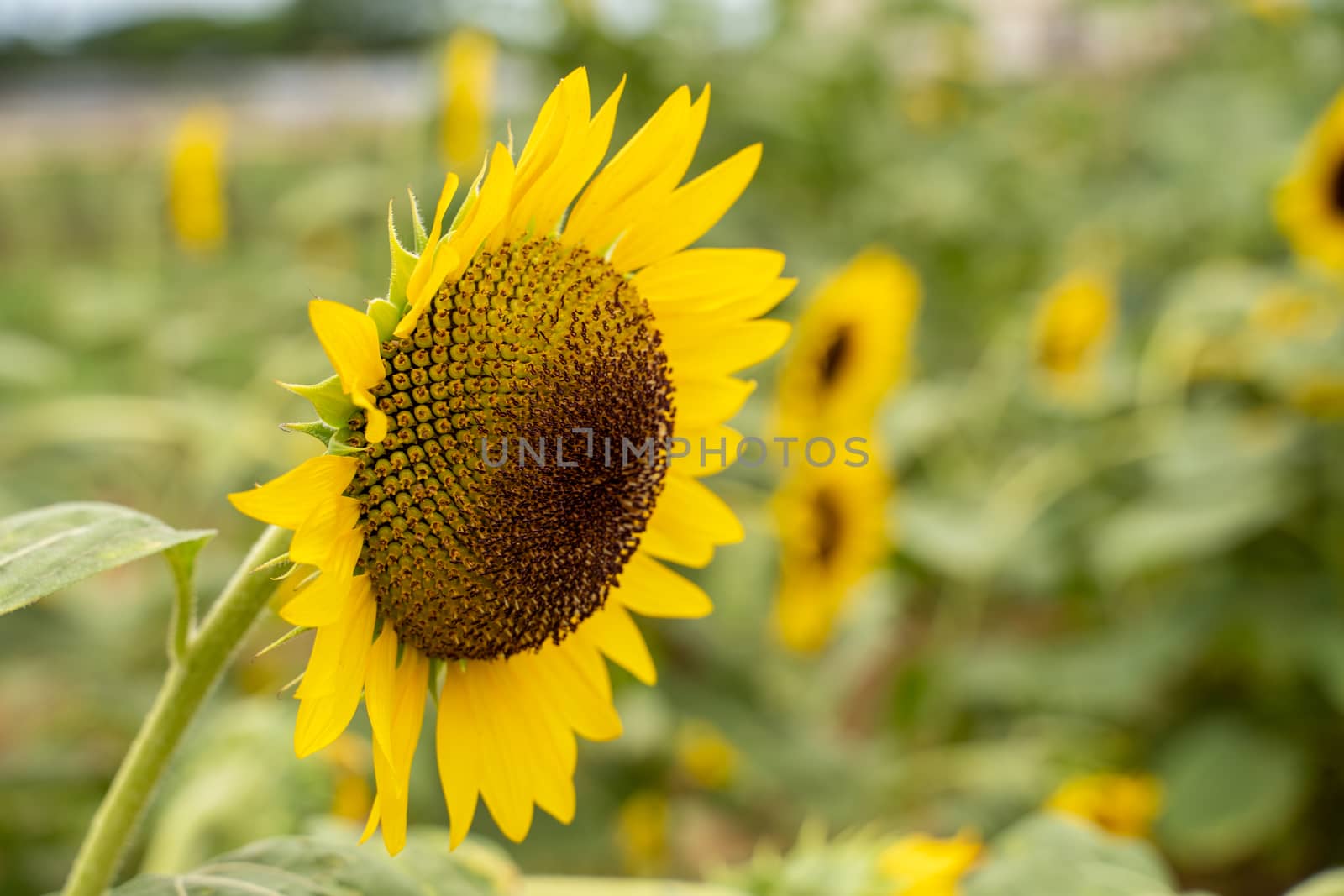 Realistic beautiful yellow sunflower plant landscape in the farm garden field with blue sky with cloudy day, close up shot, outdoor lifestyles.