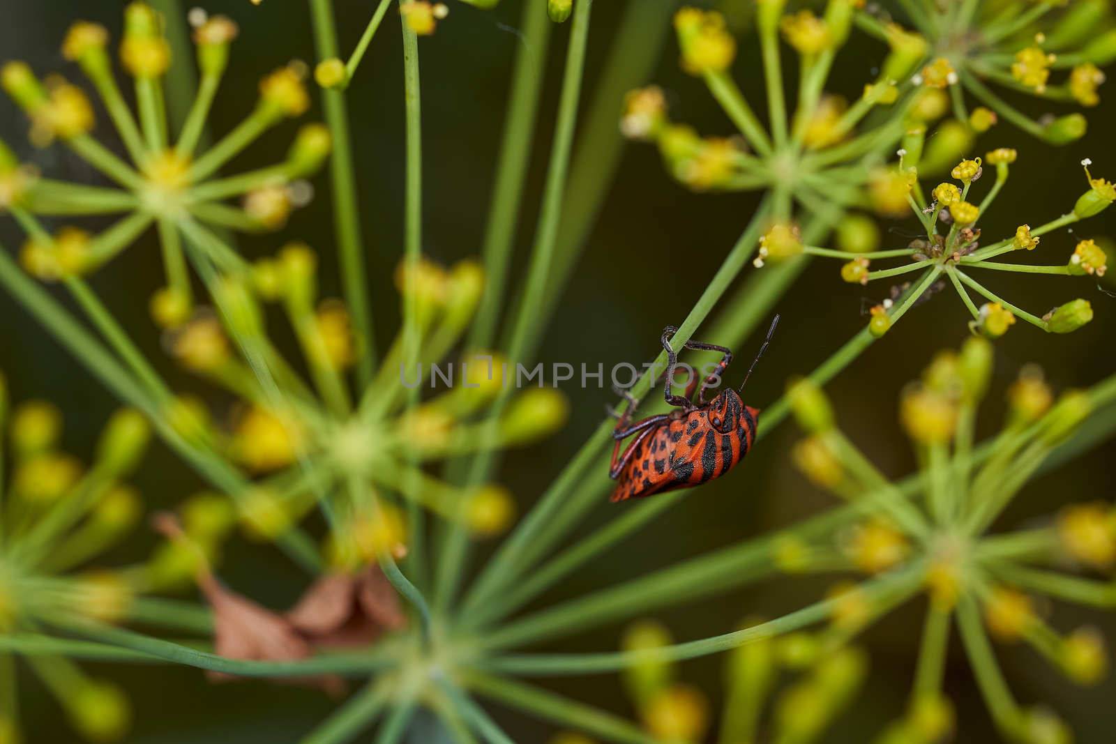 Red striped bedbug on a green branch of dill Graphosoma italicum, red and black striped stink bug, Pentatomidae. High quality photo