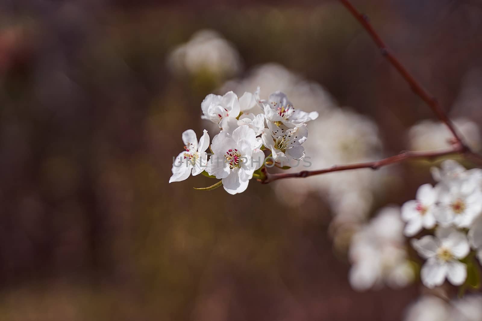 apple blossoms on a blurred natural background. High quality photo
